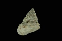 藏品(鬼牙鐘螺)的圖片